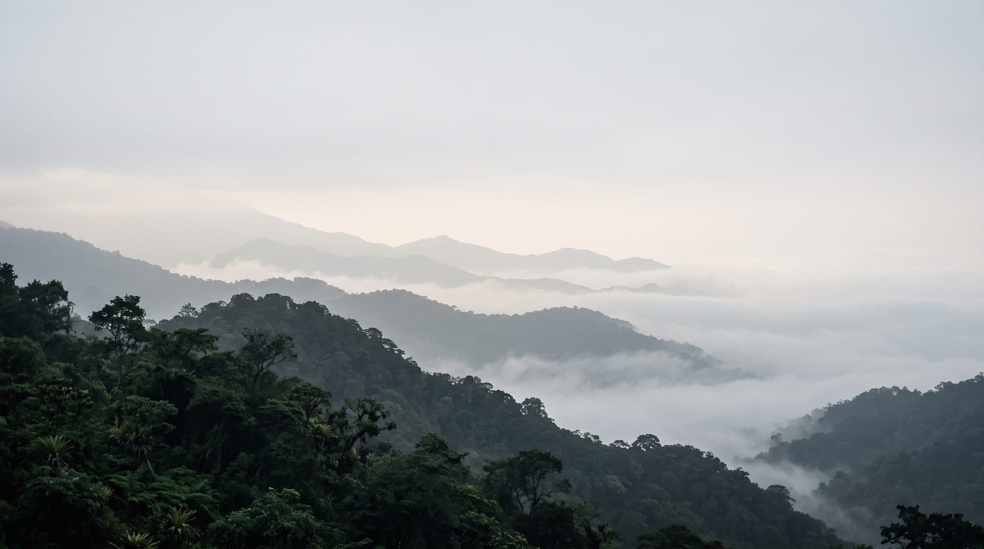 Montañas de Coatepec, Veracruz, entre niebla al amanecer